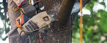 How Our Tree Care Process Works  in  Gibsonia, PA