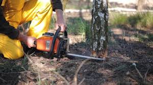 Professional Tree Services in Gibsonia, PA