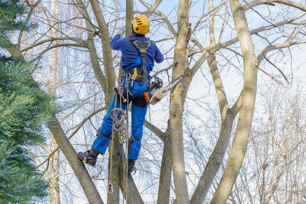 Best Hedge Trimming  in Gibsonia, PA