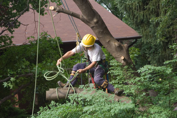 Best Tree Health Inspection  in Gibsonia, PA