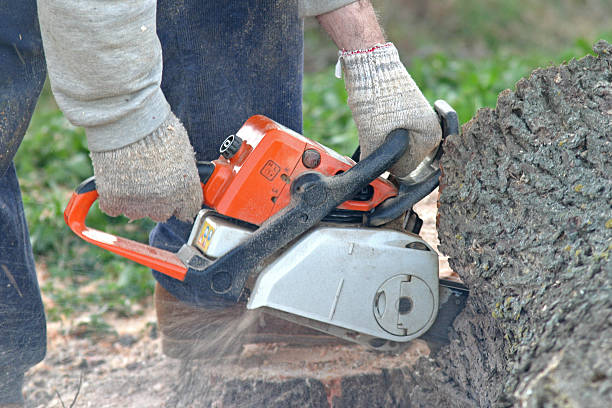 Best Tree Risk Assessment  in Gibsonia, PA