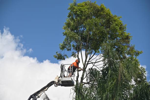 Best Utility Line Clearance  in Gibsonia, PA