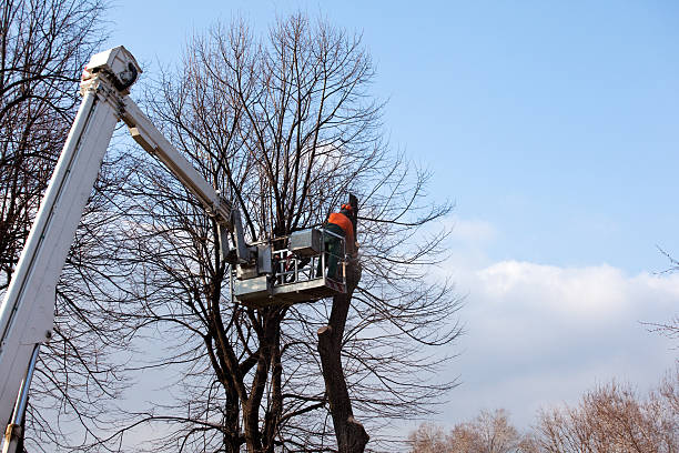 Mulching Services