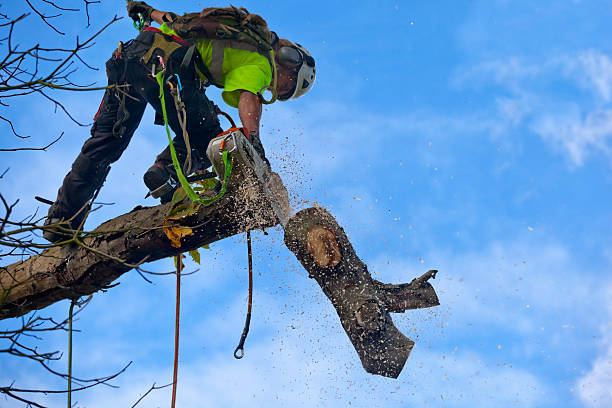 Best Palm Tree Trimming  in Gibsonia, PA