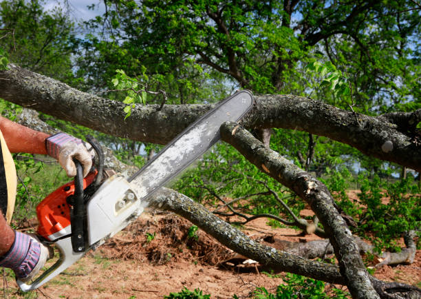 Best Stump Grinding and Removal  in Gibsonia, PA